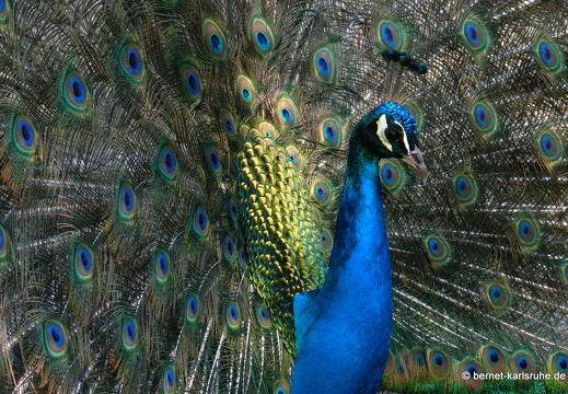 12-04-13-zoo-pfau-179