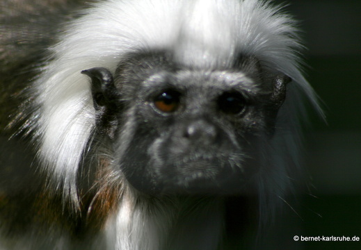12-05-29-zoo-loewenmaehnenaeffchen-110