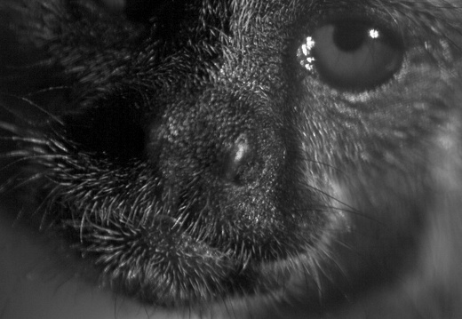 12-05-29-zoo-loewenmaehnenaeffchen-112