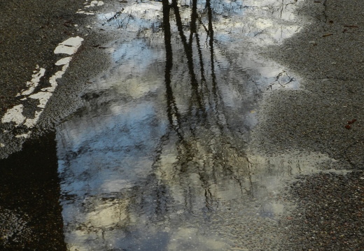 12-01-22-bergwald-spiegelung-