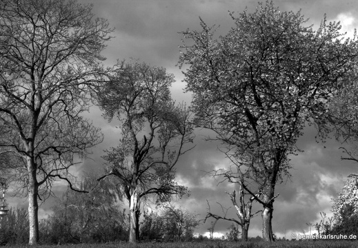 12-04-21-bergwald-aprilwetter-011