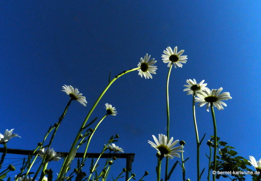 12-05-20-bergwald-015