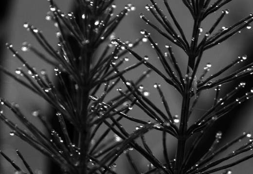 12-05-20-bergwald-019