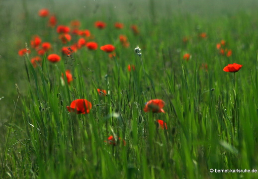 12-05-24-hohenwettersbach-055