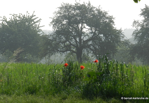 12-05-24-hohenwettersbach-061