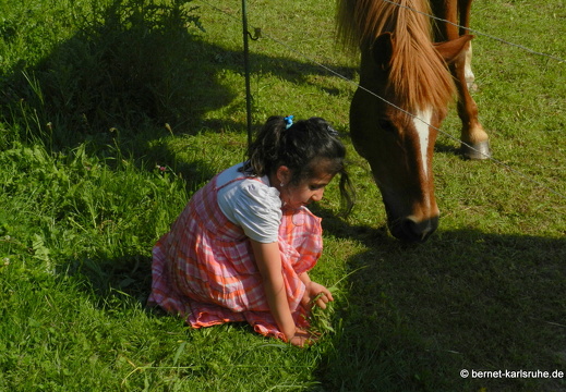 12-05-24-lenja-pferde-053