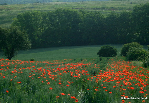 12-05-31-durlach-kornfeld-158