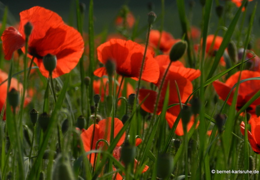 12-05-31-durlach-kornfeld-172