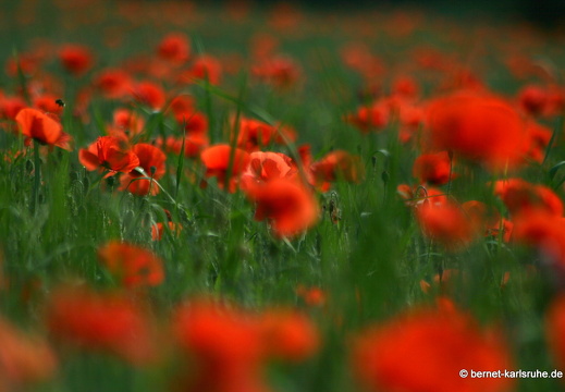 12-05-31-durlach-kornfeld-173