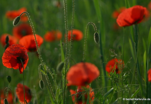 12-05-31-ochsenweg-kornfeld-122