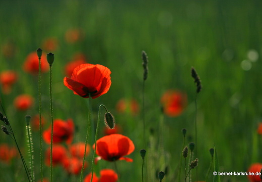 12-05-31-ochsenweg-kornfeld-123