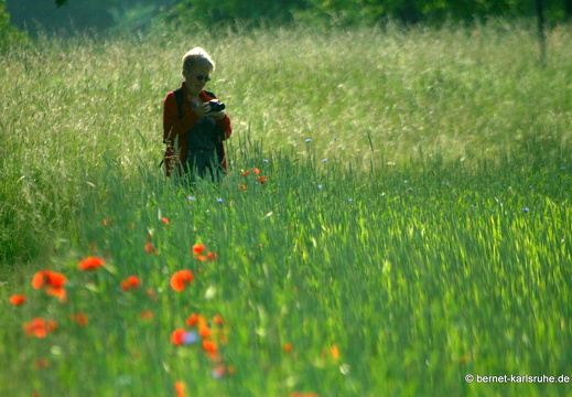 12-05-31-ochsenweg-kornfeld-125