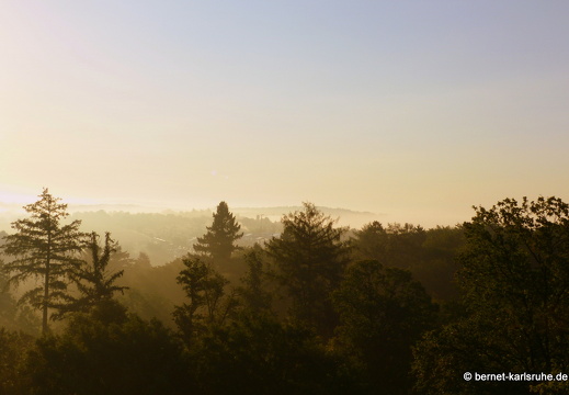 12-07-22-bergwald-sonnenaufgang-nebel-011