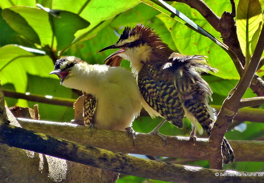 12-12-06-canascastilla-rotnacken-zaunkoenig-050