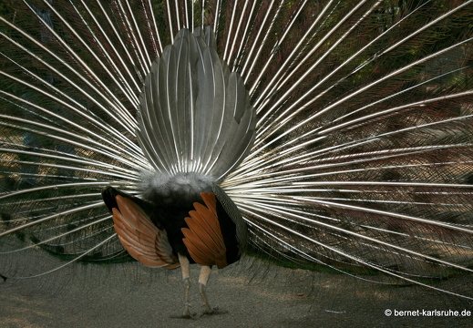 12-04-13-zoo-pfau-176