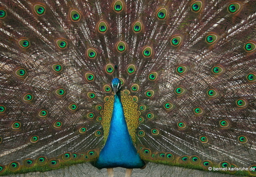 12-04-13-zoo-pfau-177