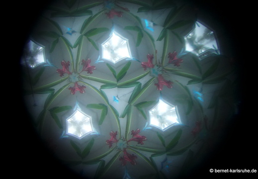 13-01-24-amaryllis