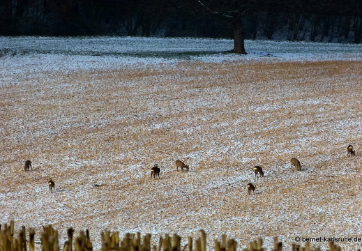 13-03-14-hohenwettersbach-rehe-003