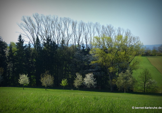 13-04-25-bergwald-funkturm-156