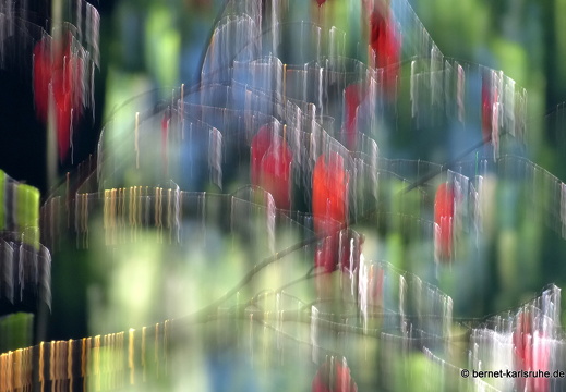 13-07-20-wald-wolfartsweier-039