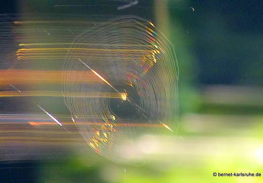 13-07-20-wald-wolfartsweier-spinnennetz-044