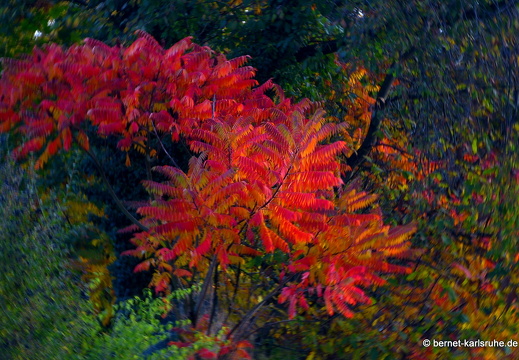 13-10-21-hohenwettersbach-herbstfarben-022