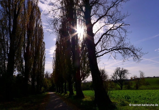 13-10-26-hohenwettersbach-pappelallee-161