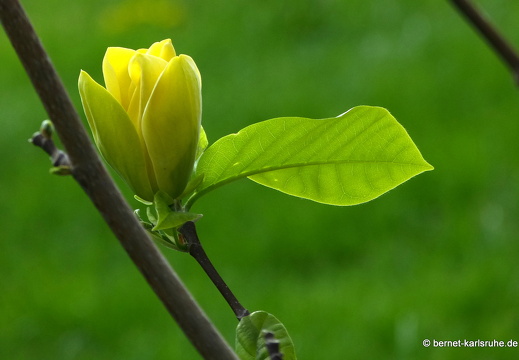 13-05-02-schloss-gelbe magnolie-028