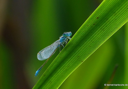 13-07-15-brutgebiet-grosse pechlibelle-018