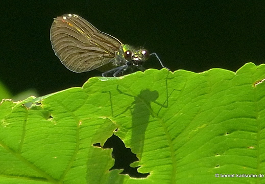 13-07-20-wald-wolfartsweier-prachtlibelle-076
