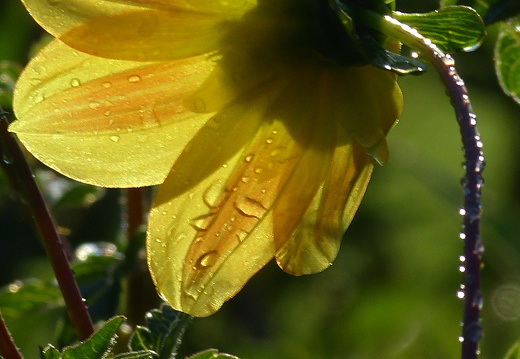 13-09-06-botanischer-garten-027