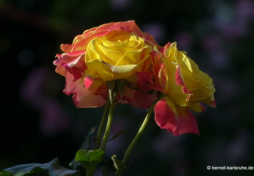 13-06-18-stadtgarten-rosengarten-066