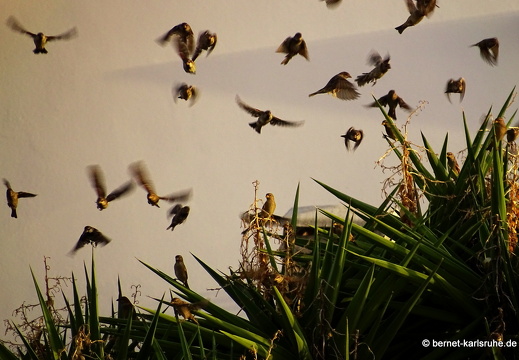 15-09-17-capoterra-139