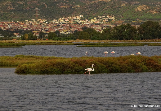 15-09-19-ct-stagno di capoterra-093