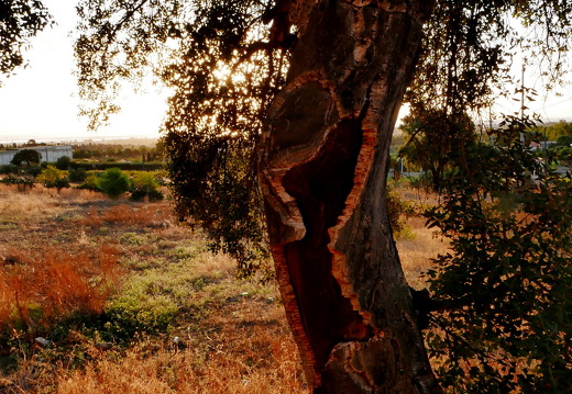 15-09-20-ct-morgenwanderung-korkeiche-