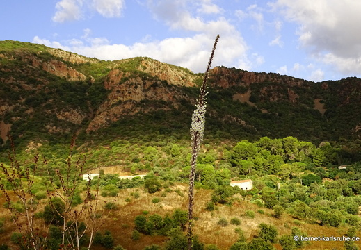 15-09-20-ct-morgenwanderung-weisse meerzweibel-