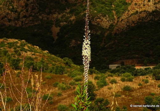 15-09-20-ct-morgenwanderung-weisse meerzwiebel-001