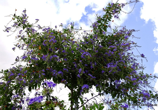 15-09-25-ct-spaziergang-abends-026