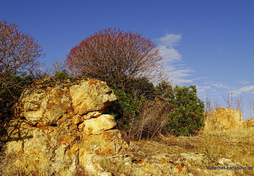 15-09-29-poggio dei pini-166