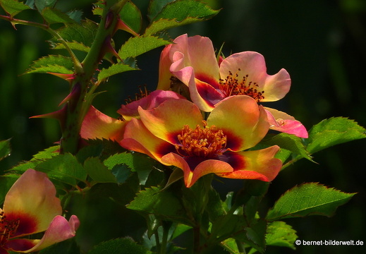21-08-10-bad-rosenneuheitengarten-102