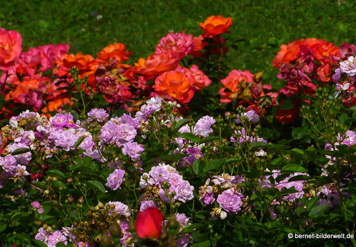 21-08-10-bad-rosenneuheitengarten-119