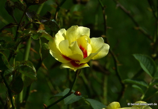 21-08-10-bad-rosenneuheitengarten-127