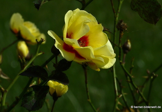 21-08-10-bad-rosenneuheitengarten-128