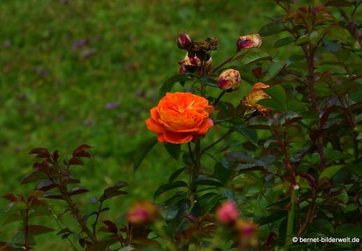 21-08-10-bad-rosenneuheitengarten-174