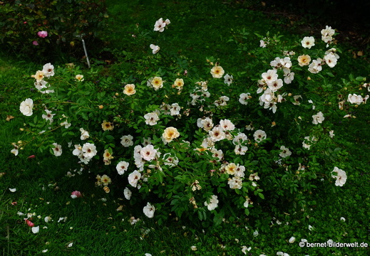 21-08-10-bad-rosenneuheitengarten-217