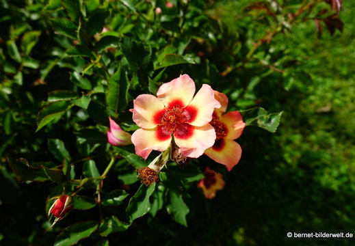 21-08-10-bad-rosenneuheitengarten-235