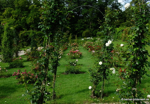 21-08-10-bad-rosenneuheitengarten-237