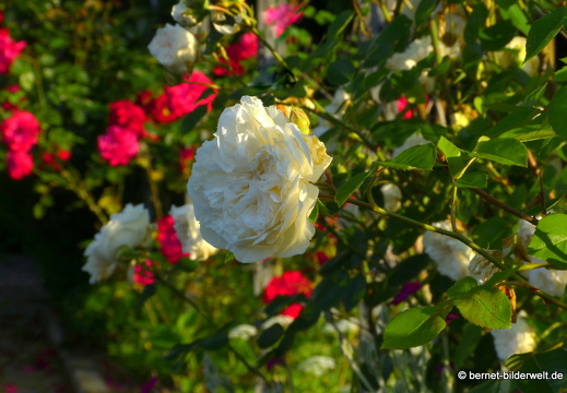 21-06-12-klostergarten-mariahilf-032