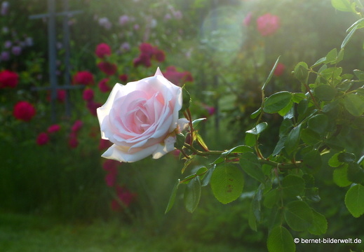 21-06-12-klostergarten-mariahilf-034