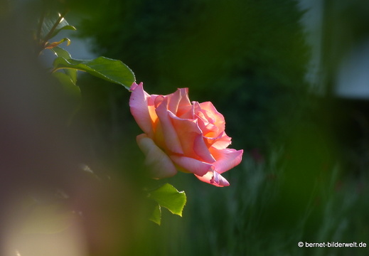 21-06-12-klostergarten-mariahilf-056